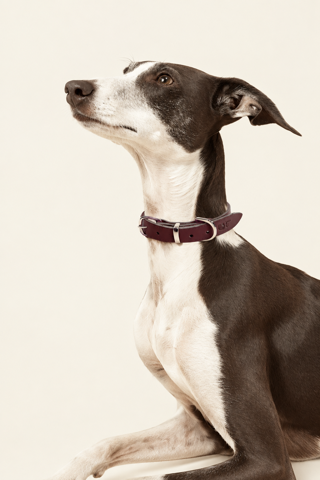 Leather dog collar with gold buckle – view 2