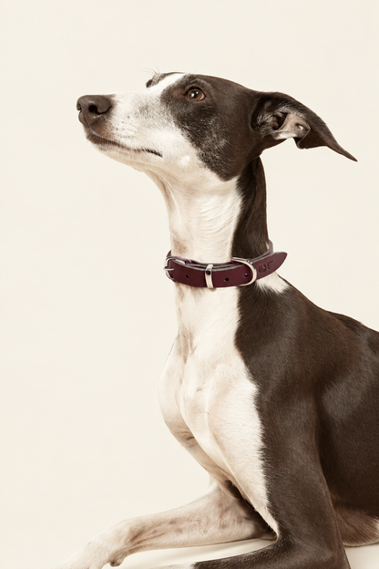 Leather dog collar with gold buckle – view 2