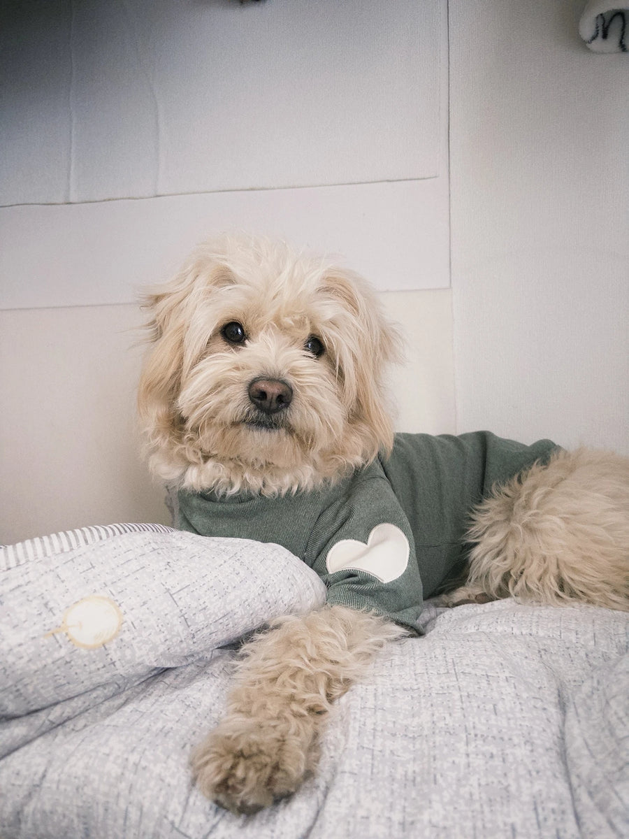 Heart Dog Hoodie – Simple Autumn Hoodie for Small Dogs and Cats, Toy Poodle, Bichon and Yorkie, XS to XL