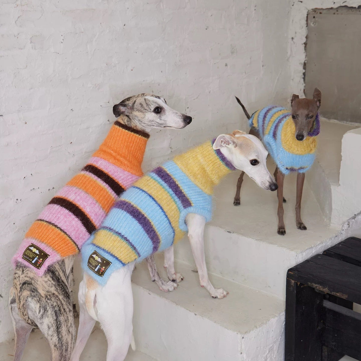Christmas is a Rainbow Sweater in pink — jumper for dogs