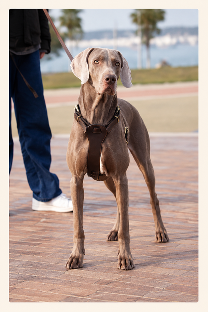 Vest-style leather dog harness – view 7