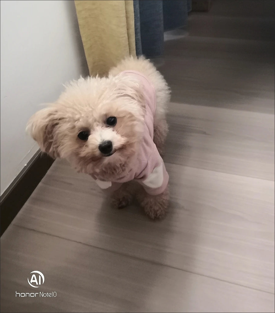 Heart Dog Hoodie – Simple Autumn Hoodie for Small Dogs and Cats, Toy Poodle, Bichon and Yorkie, XS to XL