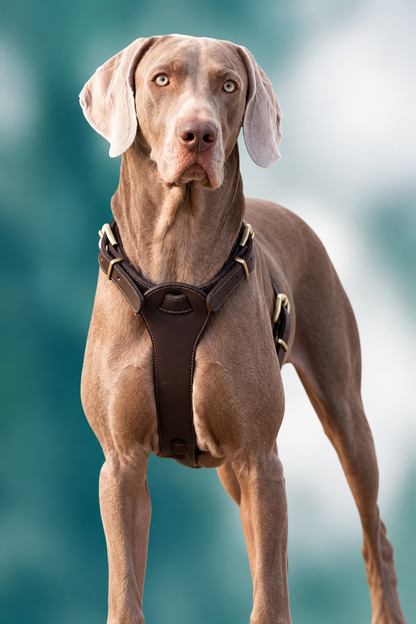 Vest-style leather dog harness – view 3