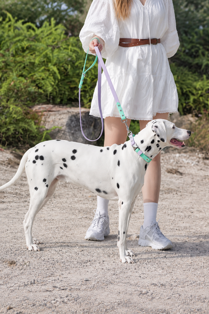 Two-tone PVC dog lead – view 2