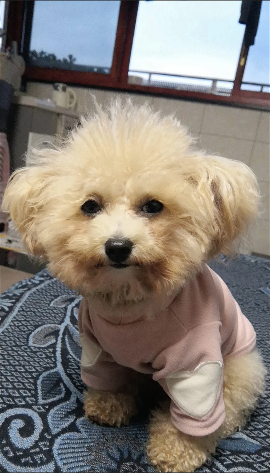 Heart Dog Hoodie – Simple Autumn Hoodie for Small Dogs and Cats, Toy Poodle, Bichon and Yorkie, XS to XL