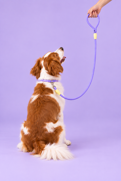 Small dog rope slip lead – view 5