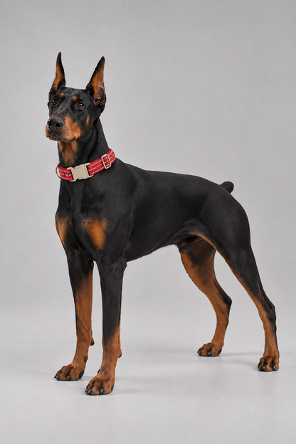Linen dog collar – view 2