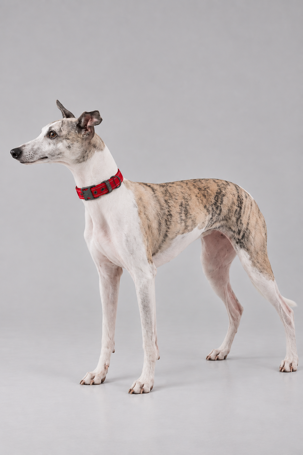 Padded nylon dog collar – view 2