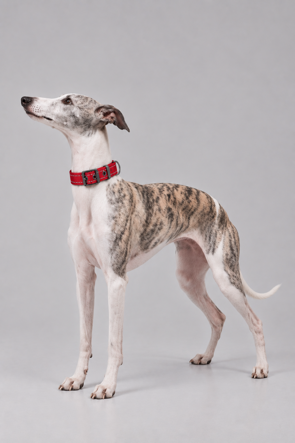 Padded nylon dog collar – view 3