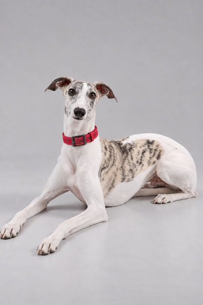 Padded nylon dog collar – view 4