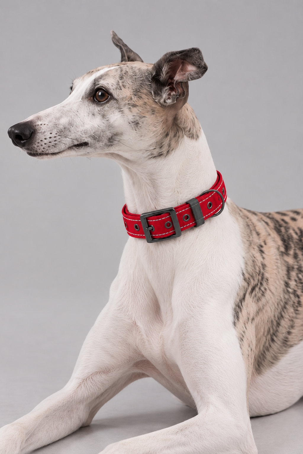 Padded nylon dog collar – view 5