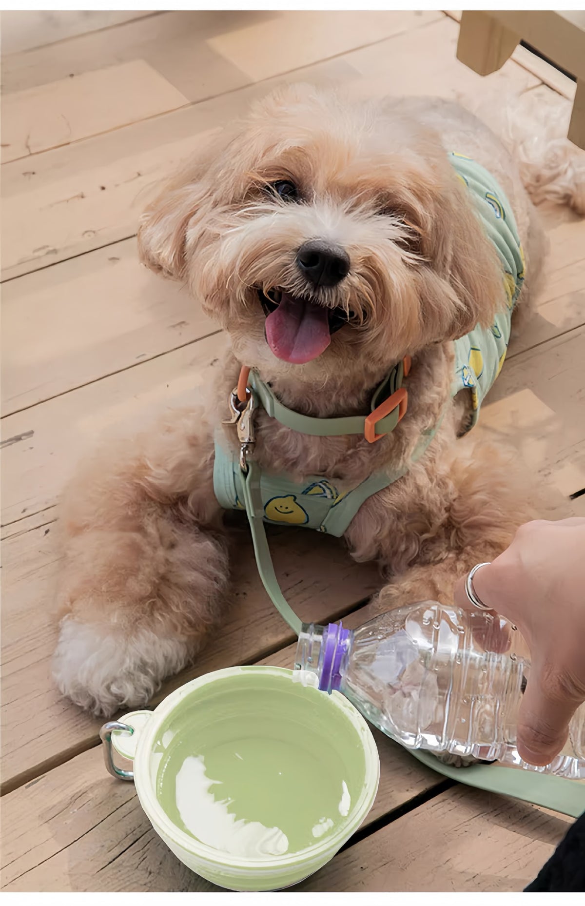 Folding travel dog bowl – view 5