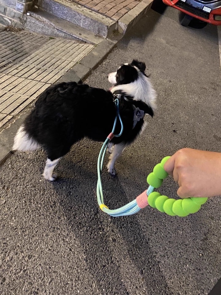 Double Dog Lead for Two Dogs