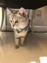 Plaid Shirt Collar for Cats and Small Dogs – Cute Pet Collar with Bell, Adjustable to 28 cm, 6 Colours