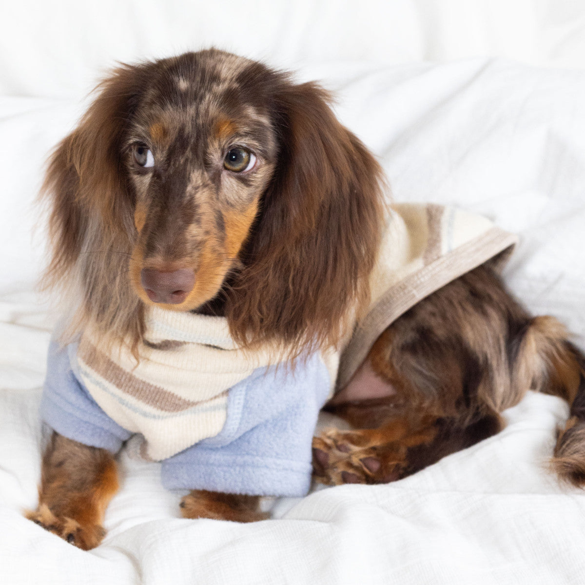 Honey Stripe Dog Jumper with Blue Sleeves – Beige