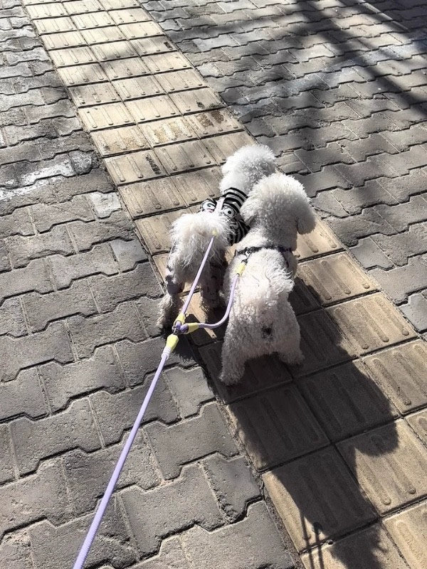 Double Dog Lead for Two Dogs