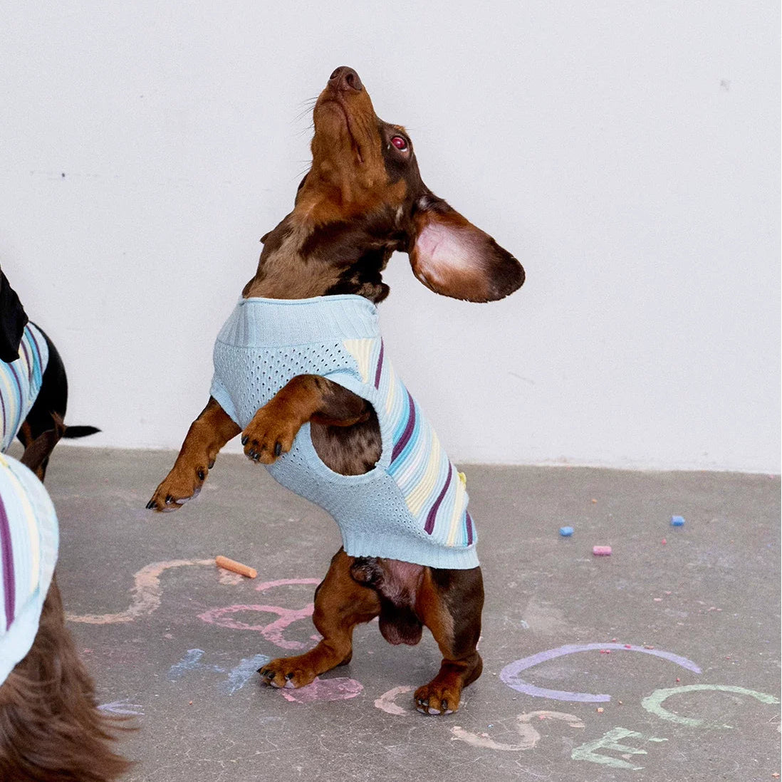 Malibu Sunset Stripe Vest gilet for dogs