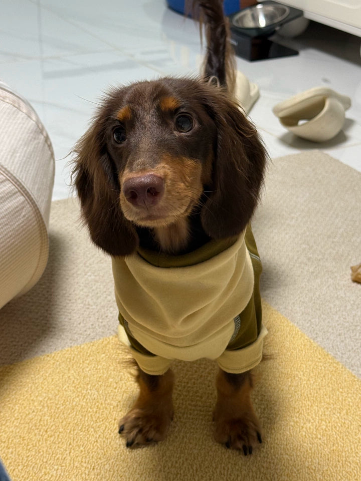 Ginger Chestnut Four-Leg Dog Hoodie – Brown and Cream