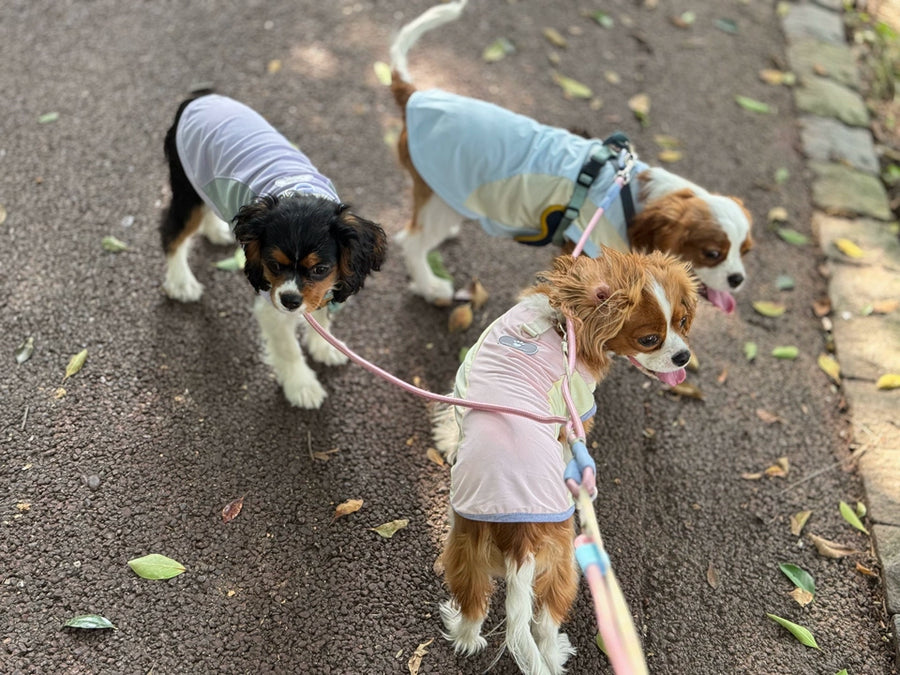 Double Dog Lead for Two Dogs