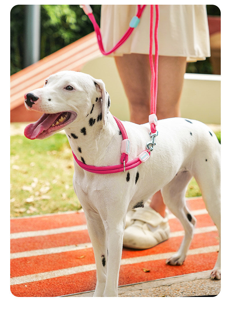 Slip Collar Set – Nylon Slip Collar with Matching Lead & Harness Options