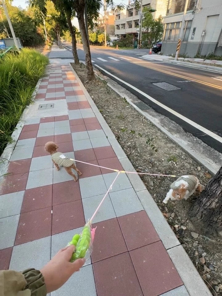 Double Dog Lead for Two Dogs