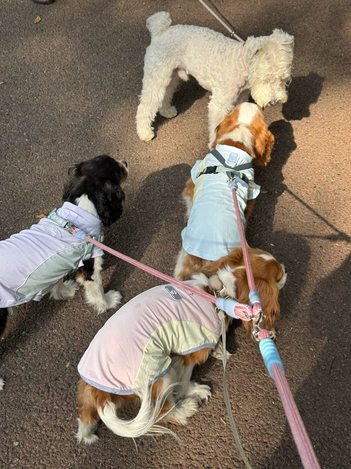 Double Dog Lead for Two Dogs