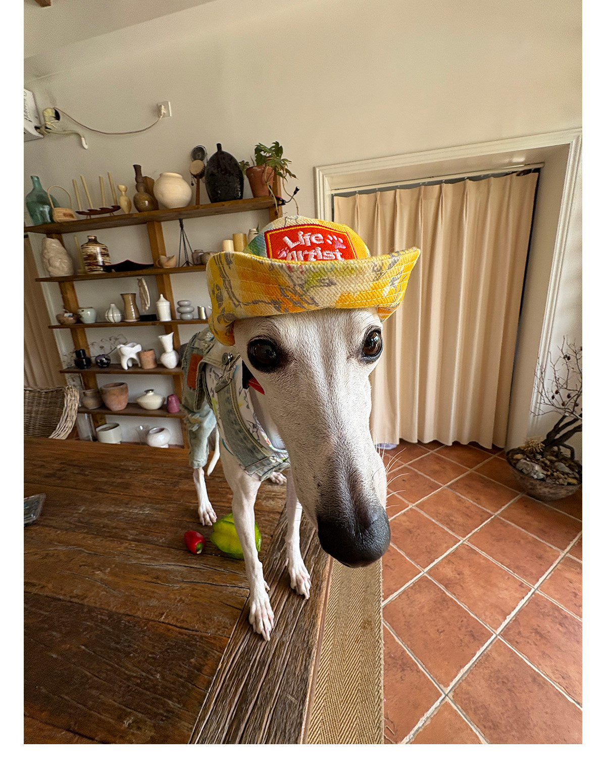 Citrus Explorer Matching Caps – Human & Dog