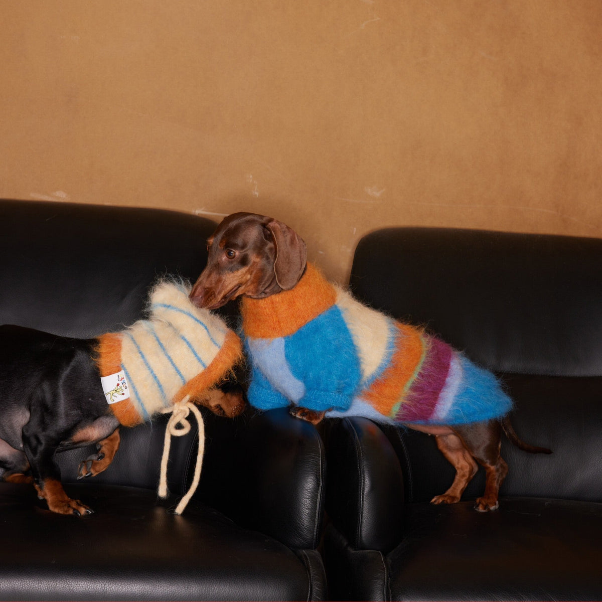 Snowday Candy-Stripe Knit for Dogs