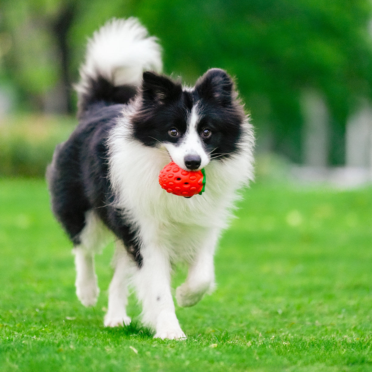 Rubber Dog Treat Toy, Strawberry, Pine Cone and Dragon Fruit