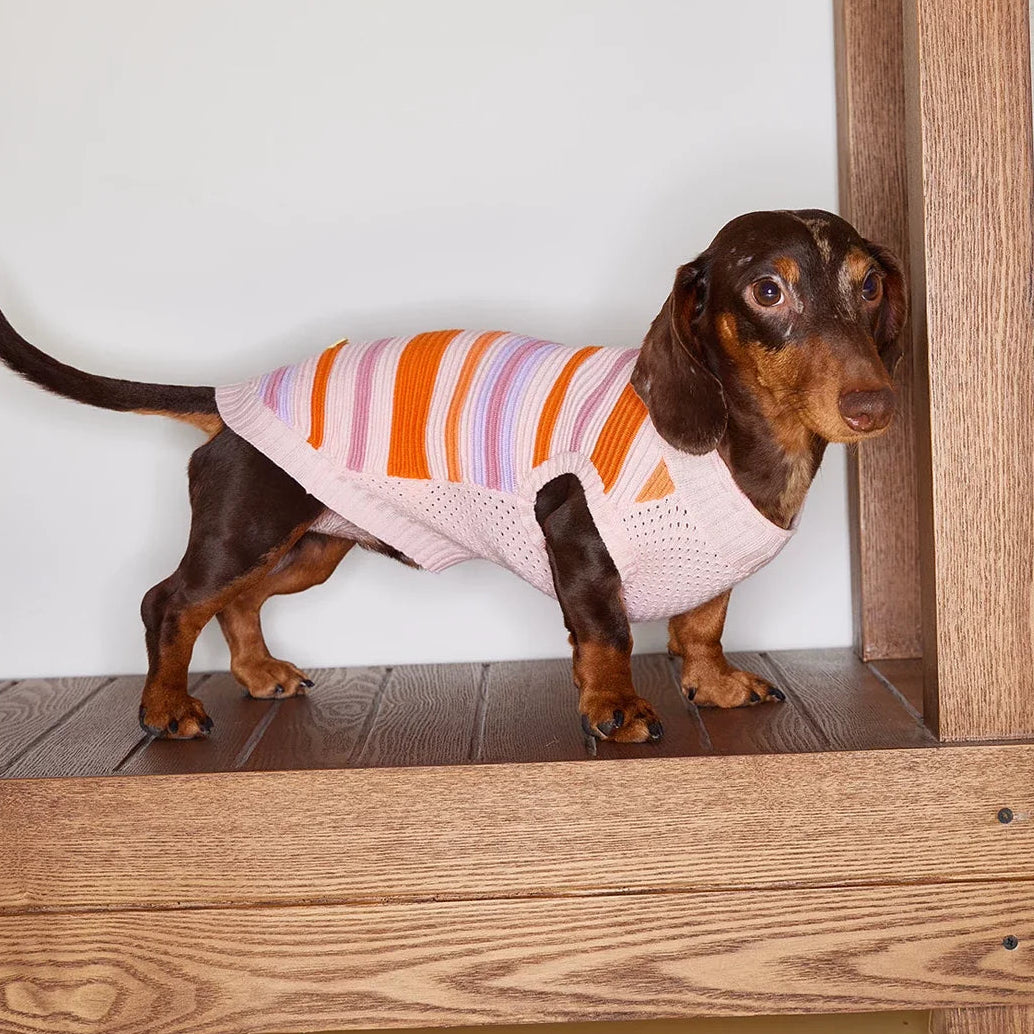 Malibu Sunset Stripe Vest gilet for dogs