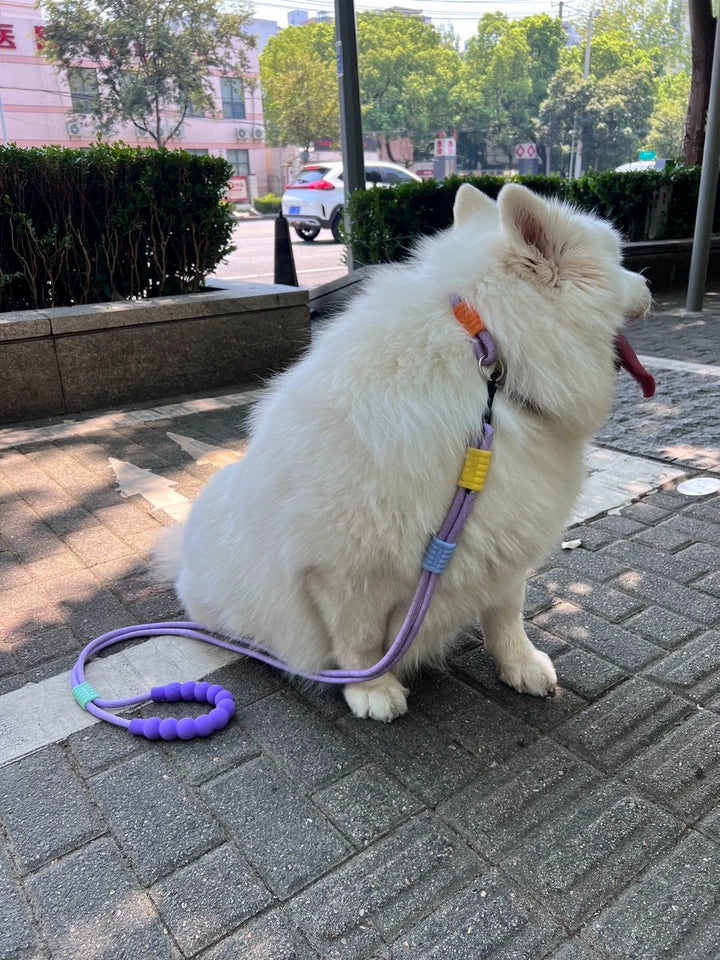 Double Dog Lead for Two Dogs