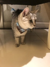 Plaid Shirt Collar for Cats and Small Dogs – Cute Pet Collar with Bell, Adjustable to 28 cm, 6 Colours