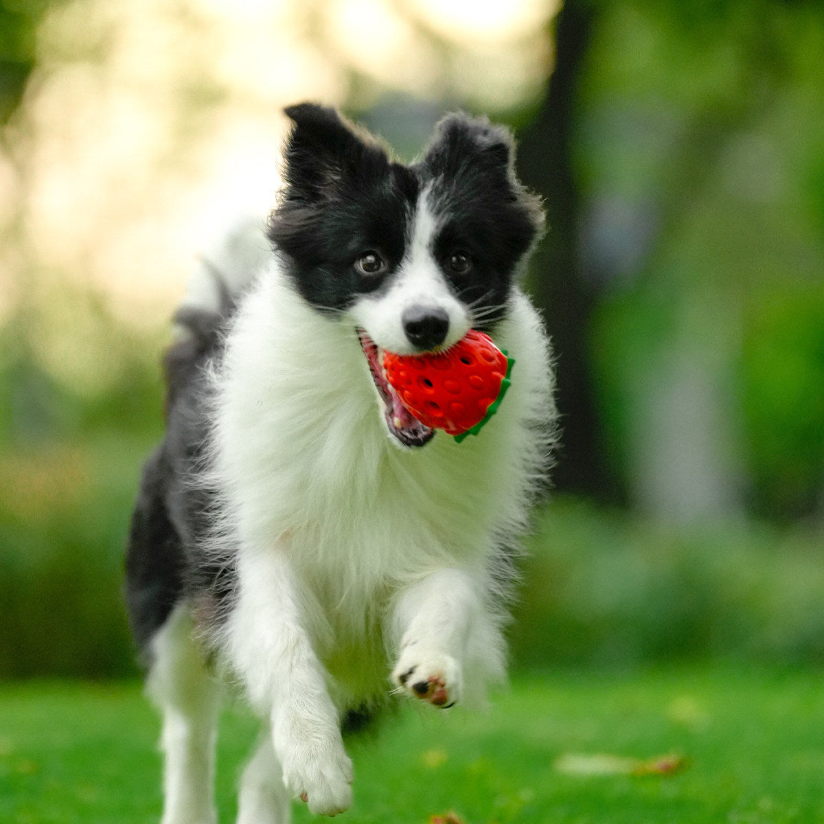 Rubber Dog Treat Toy, Strawberry, Pine Cone and Dragon Fruit