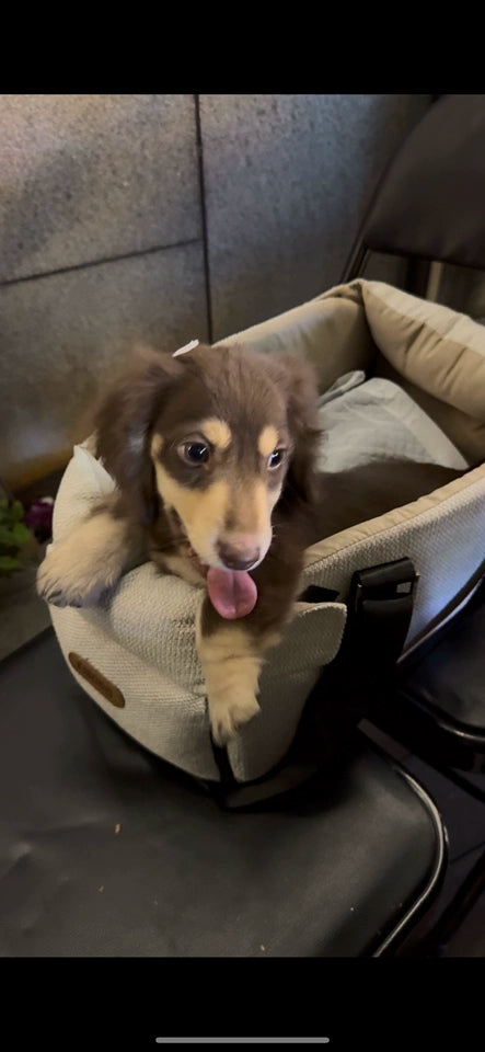 Dog Car Seat Console Bed – 2-in-1 Centre Console Pet Seat and Carry Bag for Small Dogs up to 5 kg