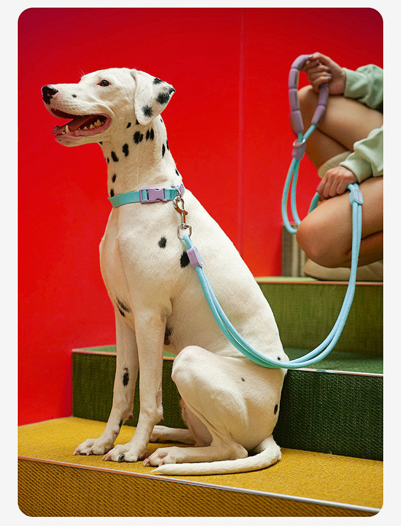 Slip Collar Set – Nylon Slip Collar with Matching Lead & Harness Options