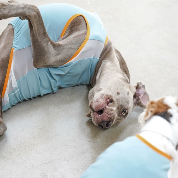 Ocean Breeze Cooling Vest gilet for dogs