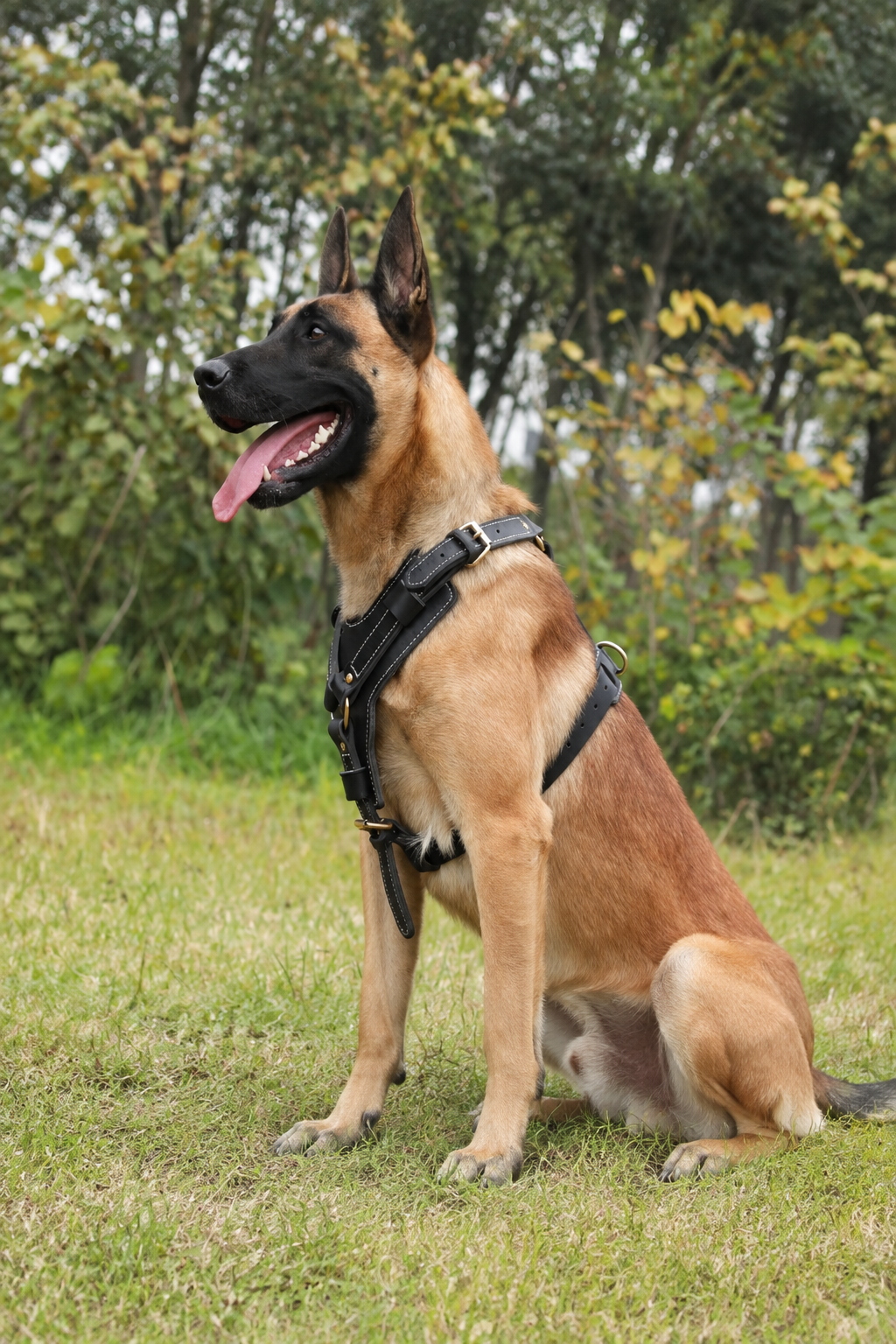 Heavy-duty leather dog harness – view 5