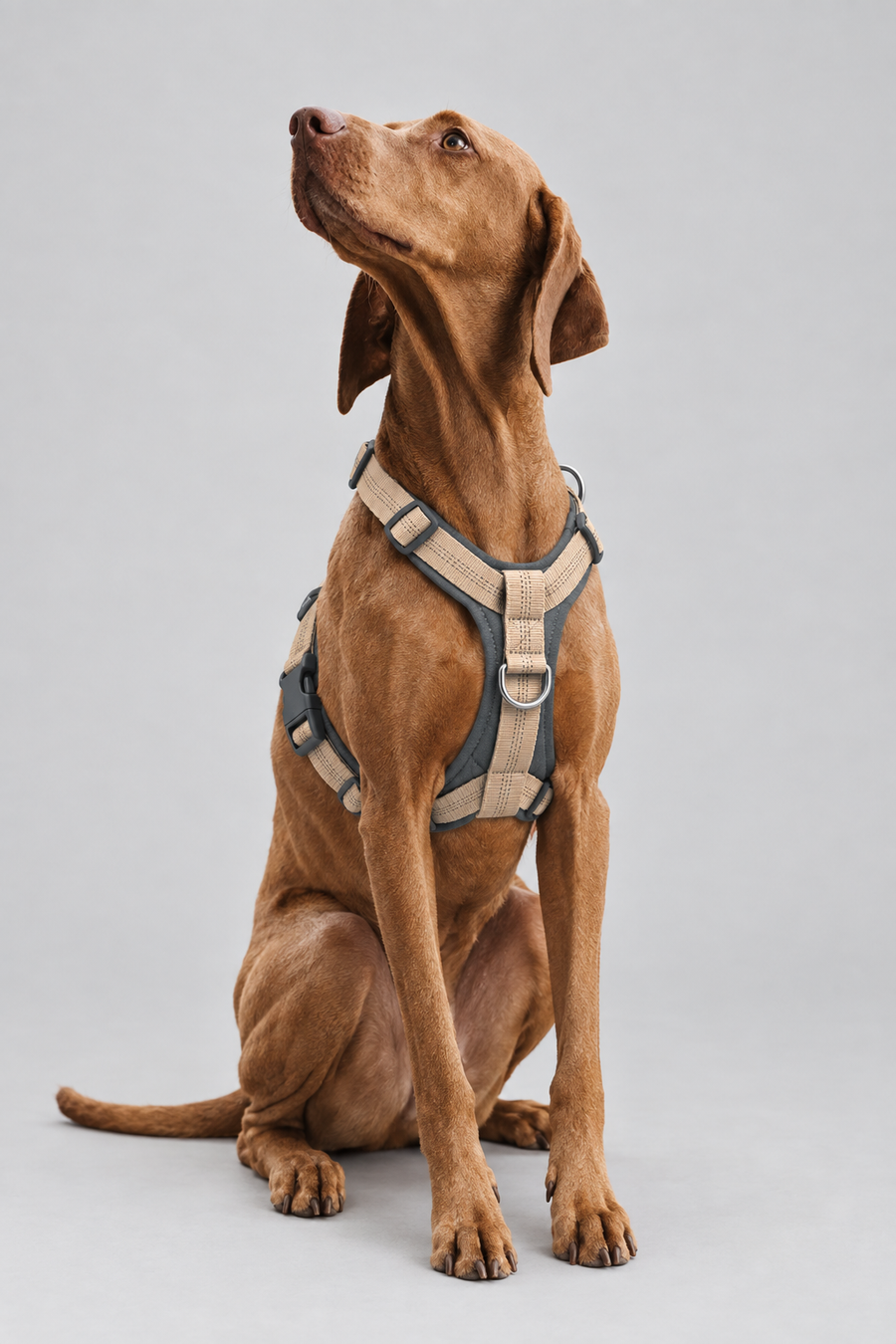 Padded neoprene dog harness – view 4