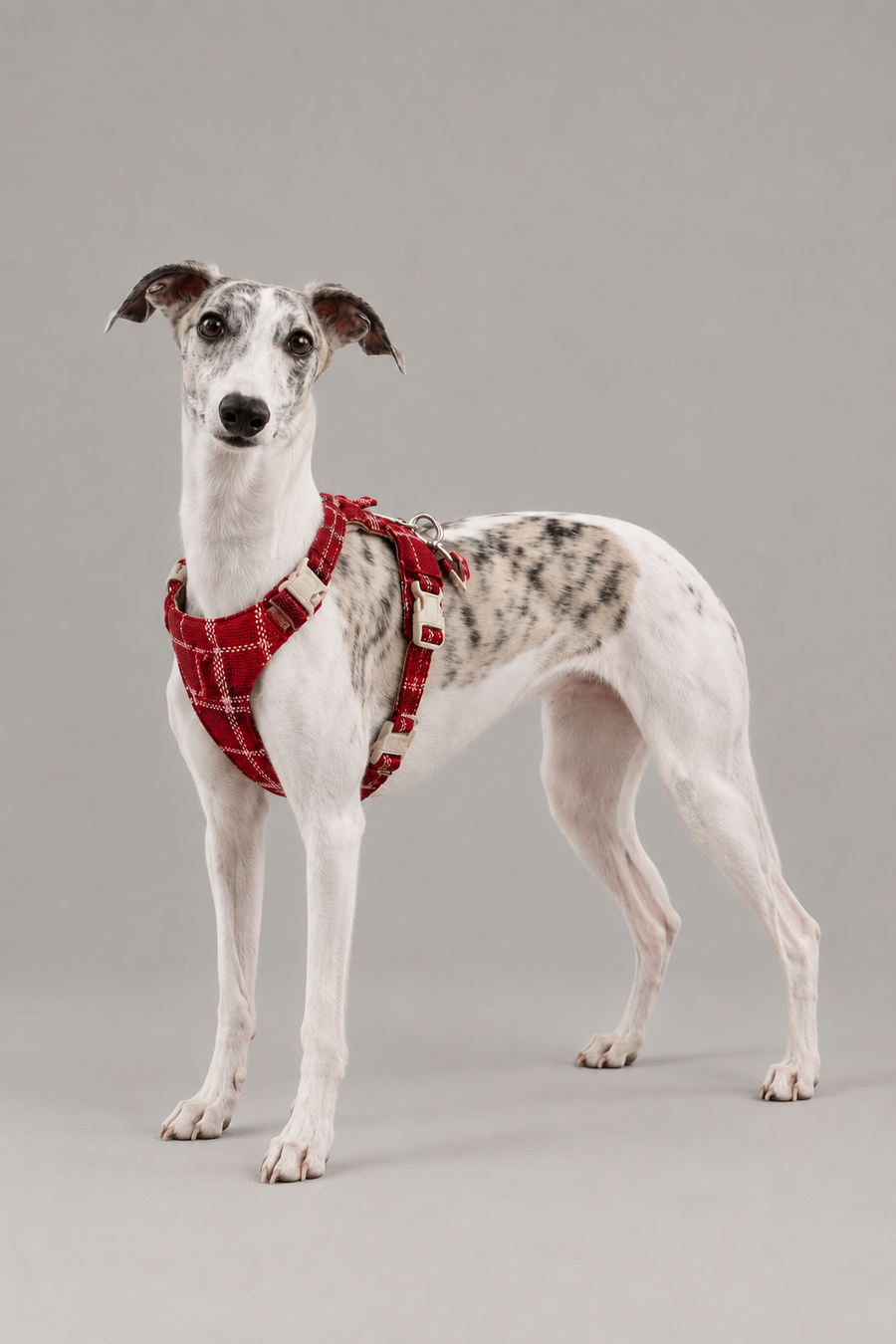 Cotton vest dog harness – Soft Padded Chest Harness for Small & Large Dogs
