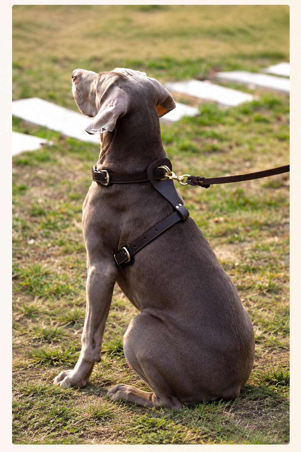 Vest-style leather dog harness – view 6
