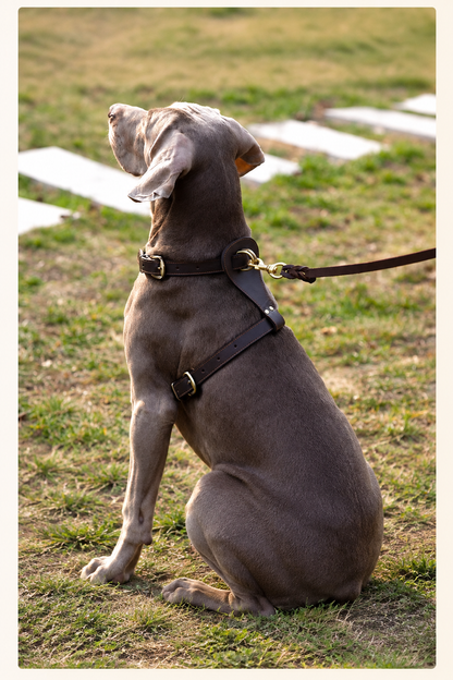 Vest-style leather dog harness – view 6