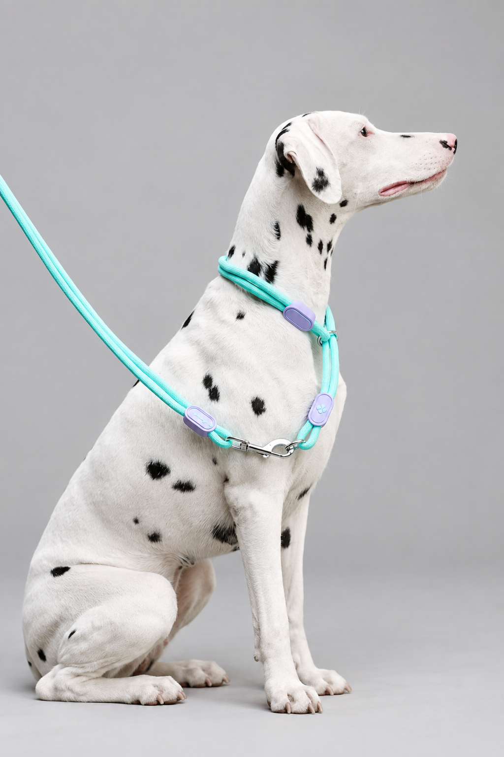 Nylon slip collar set – Nylon Slip Collar with Matching Lead & Harness Options