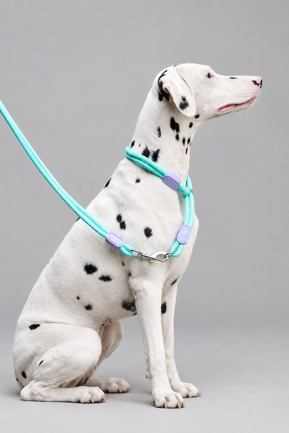 Nylon slip collar set – Nylon Slip Collar with Matching Lead & Harness Options