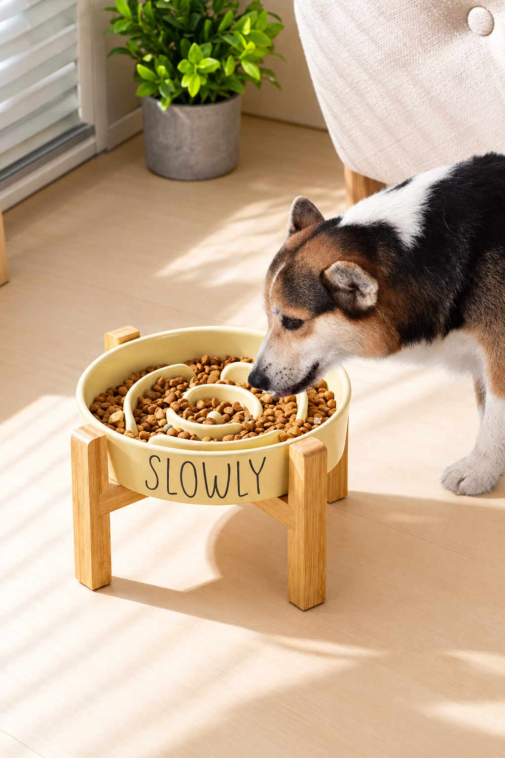 Dog eating from the raised bowl in the original setting