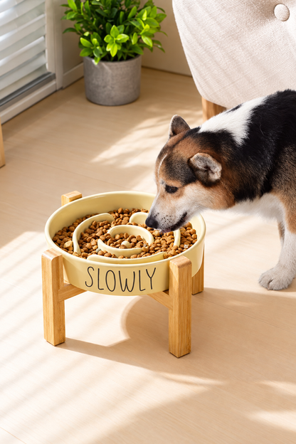 Dog eating from the raised bowl in the original setting