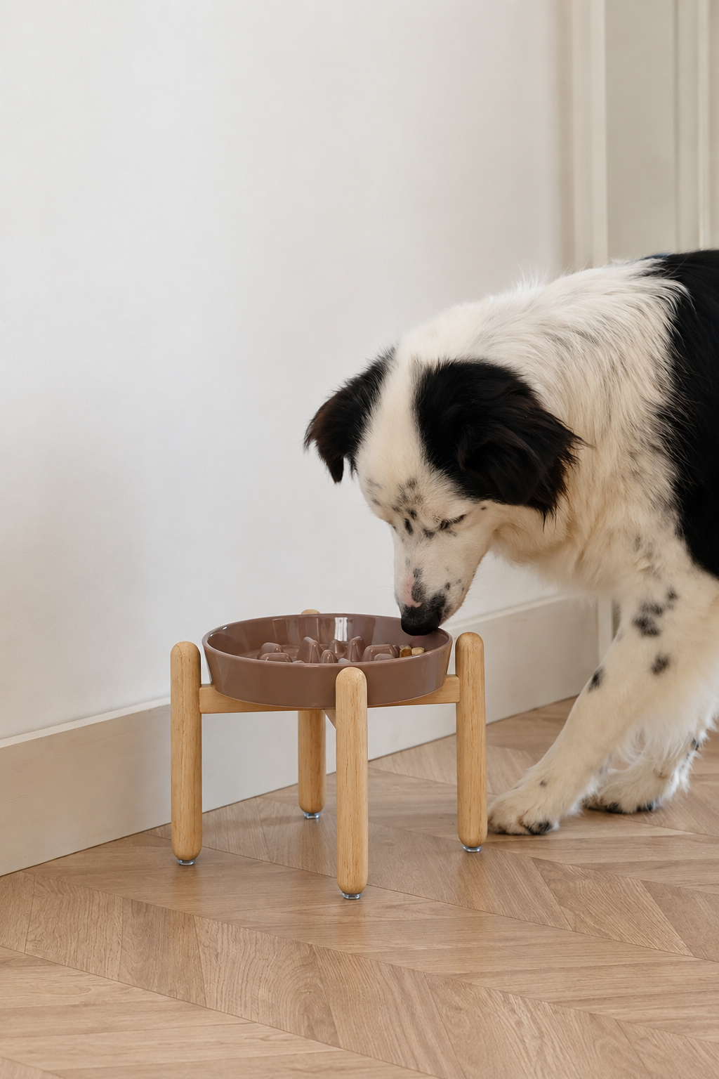 Dog using the raised bowl in the original room