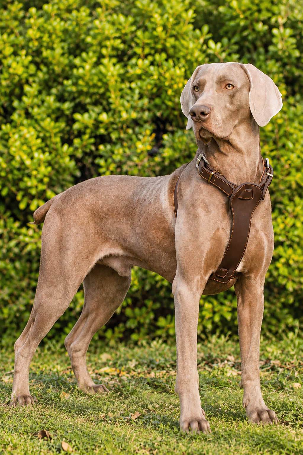 Vest-style leather dog harness – Vest Style Top-Grain Cowhide Harness, S to XL