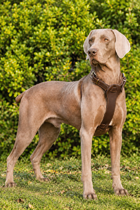 Vest-style leather dog harness – Vest Style Top-Grain Cowhide Harness, S to XL
