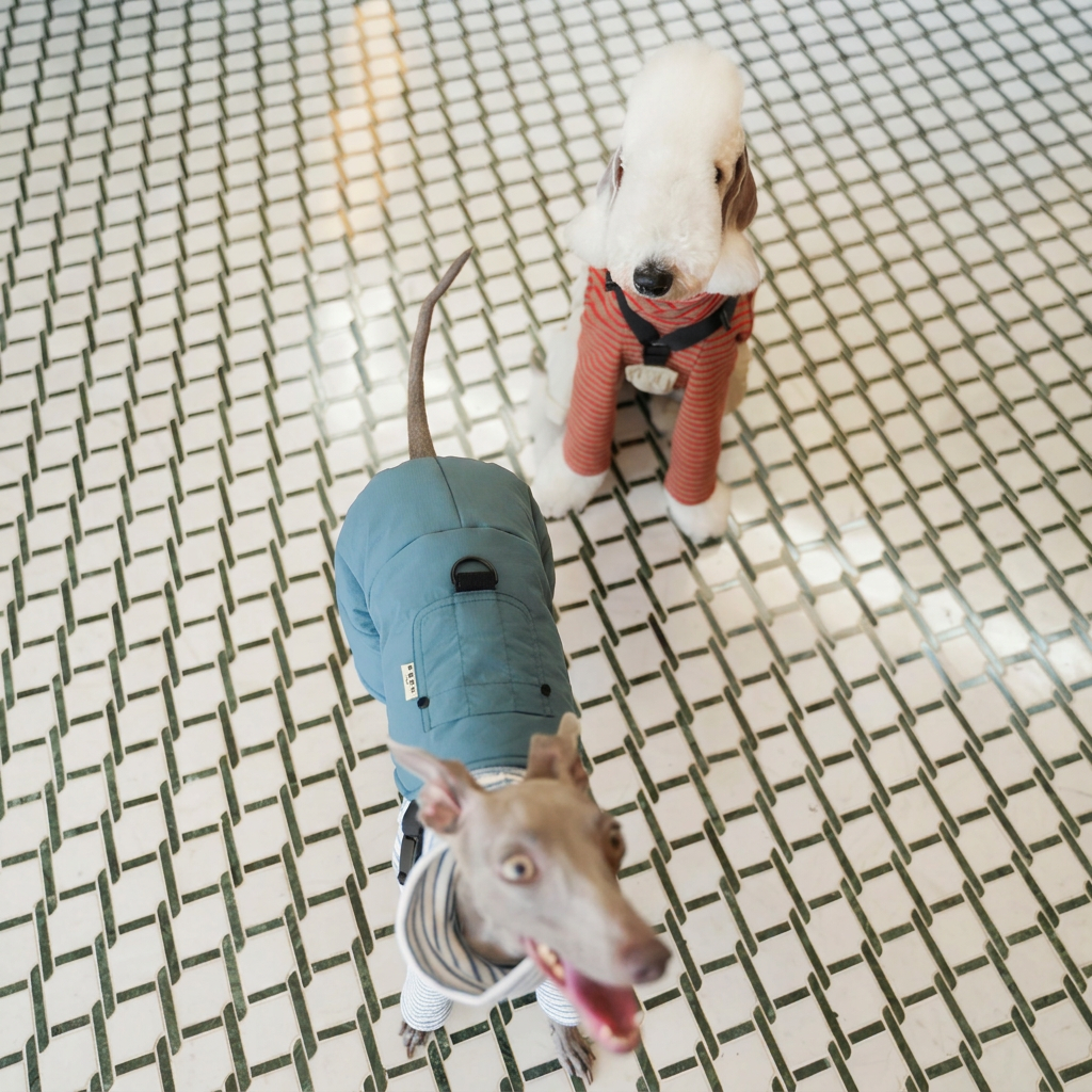 Overhead view of a grey dog in Blue Winter Workwear overalls with back ring and sewn label, beside a white dog in Red overalls; striped tops are separate.