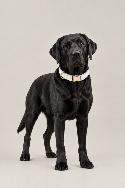 Velvet dog collar with gold buckle – view 2